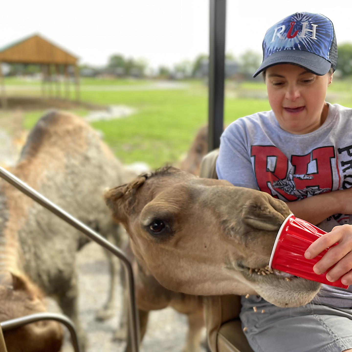 Camel Visit